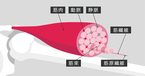 筋肉づくりの仕組み Kentai プロテイン スポーツサプリメントのパイオニア
