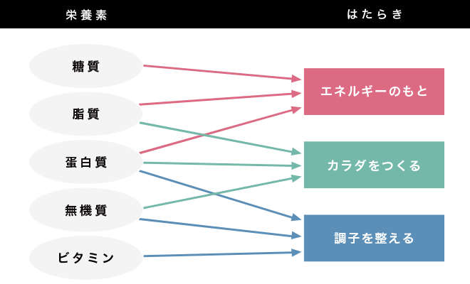 栄養素の働き
